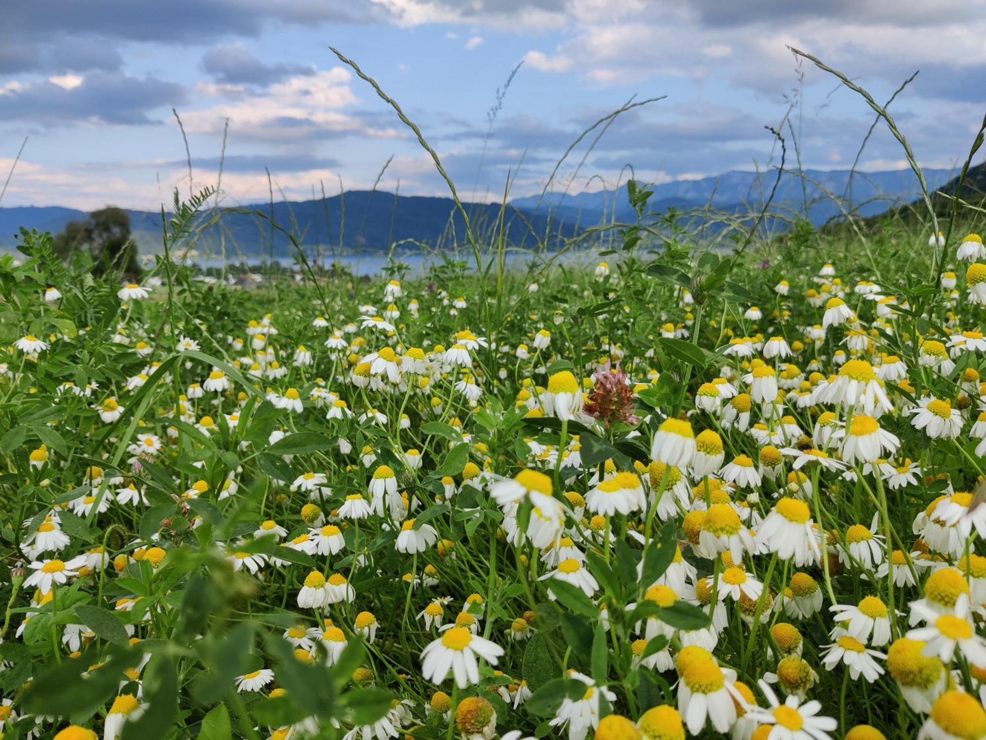 Pension Holzapfel Sankt Georgen im Attergau Buitenkant foto