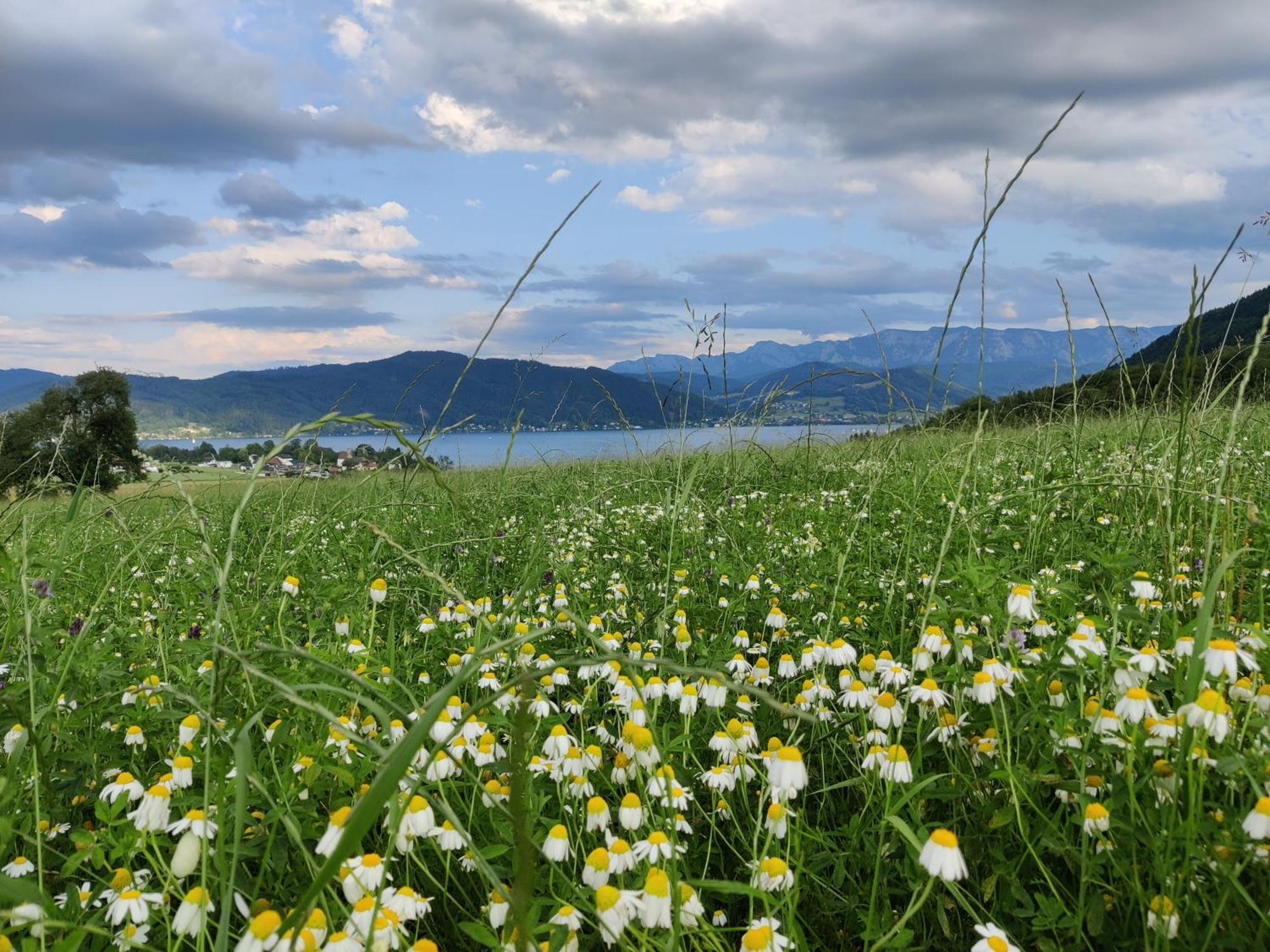 Pension Holzapfel Sankt Georgen im Attergau Buitenkant foto
