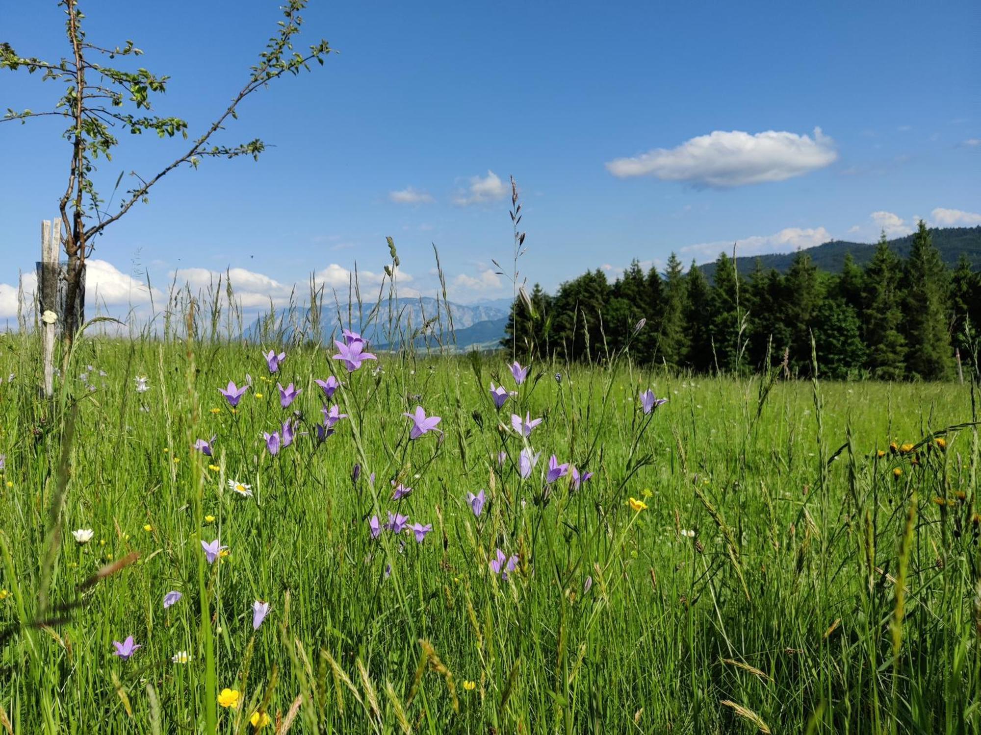 Pension Holzapfel Sankt Georgen im Attergau Buitenkant foto